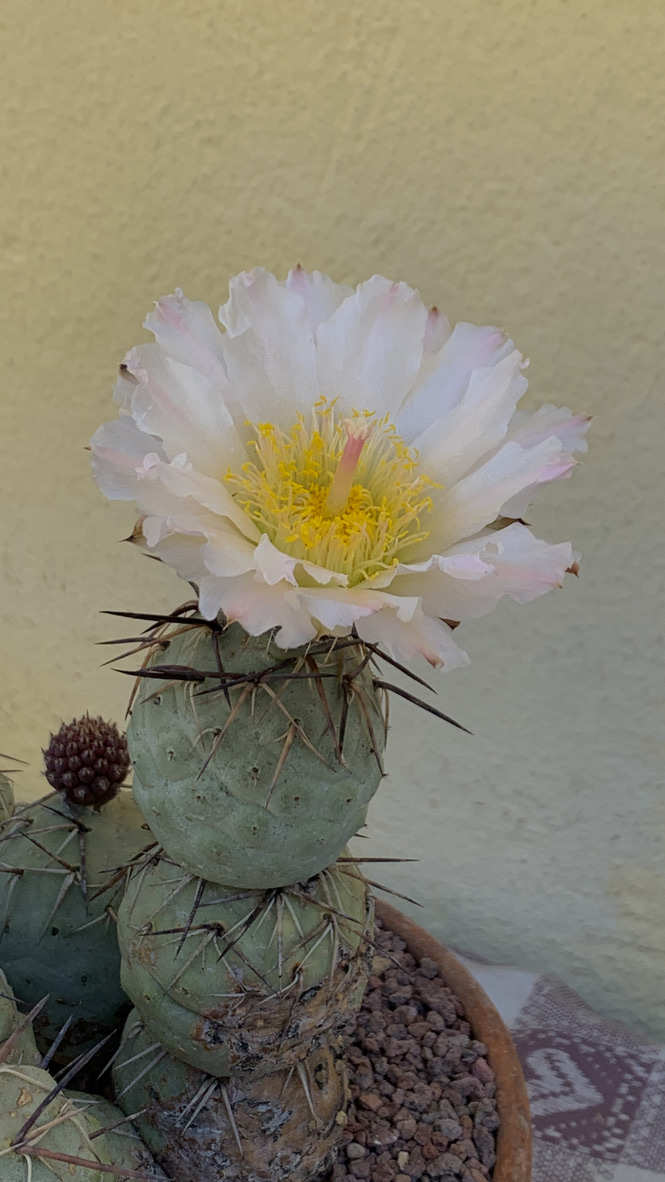 Tephrocactus geometricus  