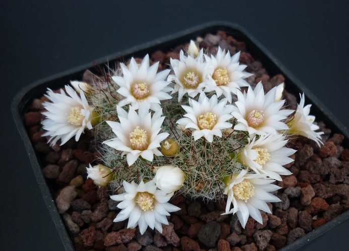 Mammillaria zeilmanniana cv. albiflora 