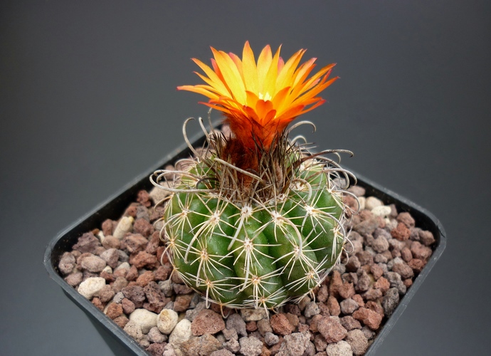 Parodia mairanana 