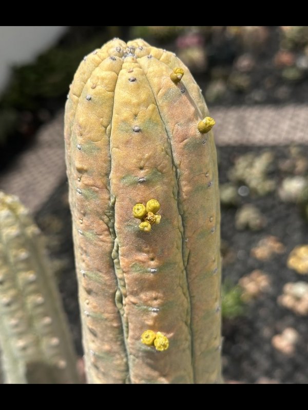 Euphorbia abdelkuri 