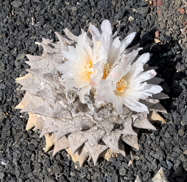Ariocarpus retusus v. furfuraceus 