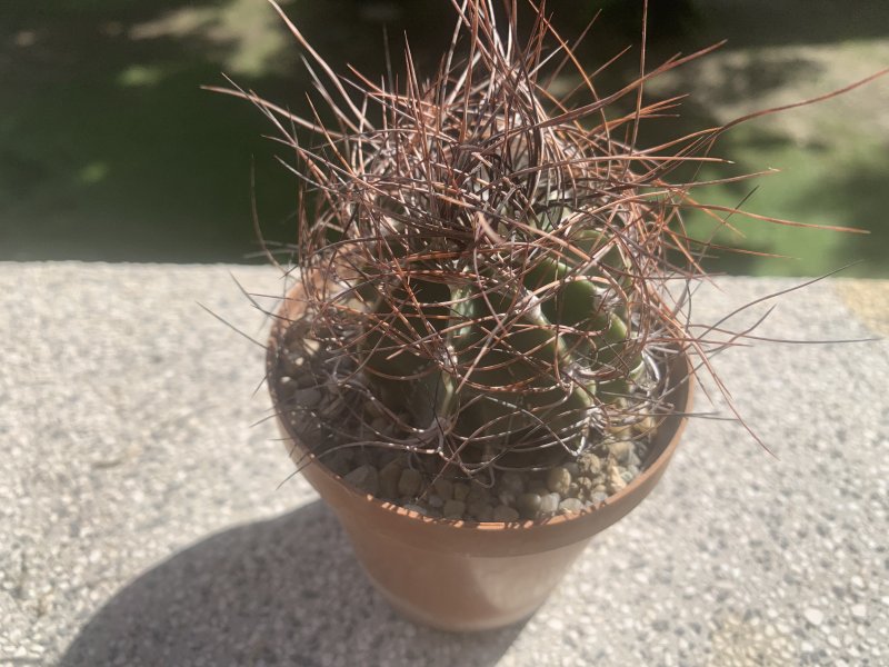 Astrophytum capricorne ssp. senile 