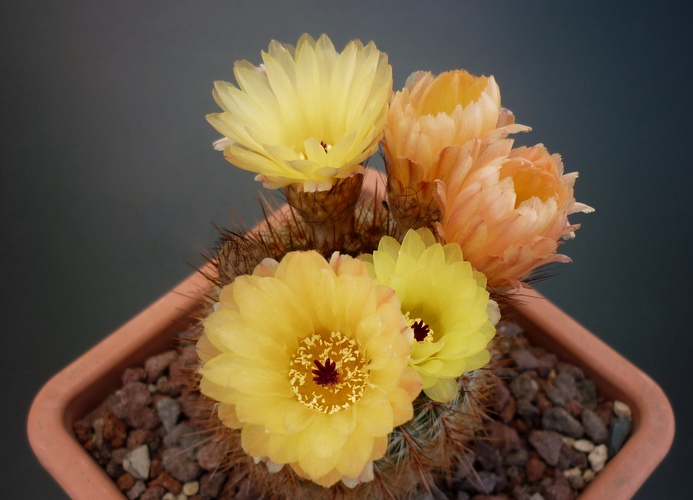 Parodia schlosseri 