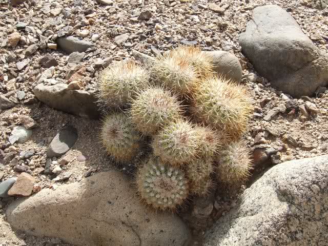 Copiapoa cinerascens 