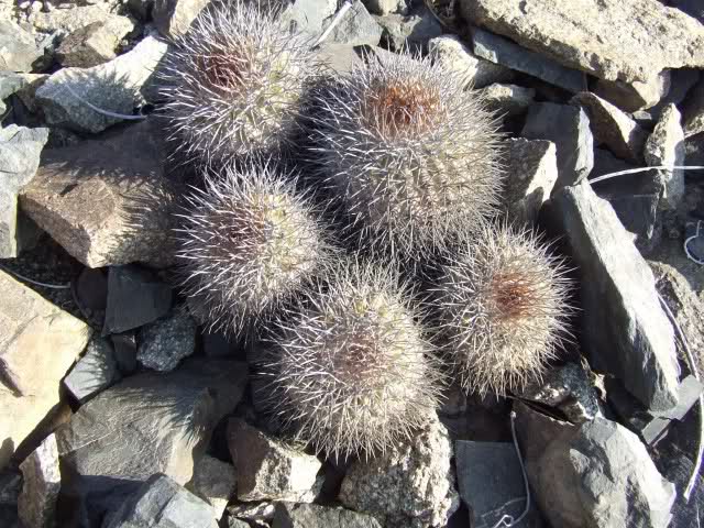 Copiapoa serpentisulcata 