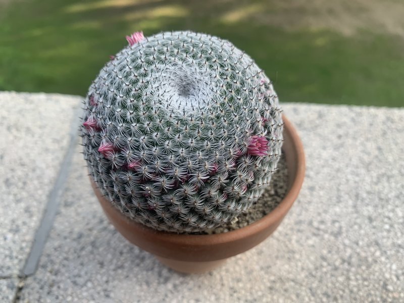 Mammillaria haageana 