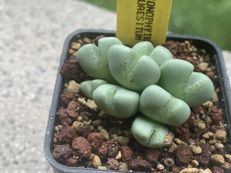 conophytum quaesitum