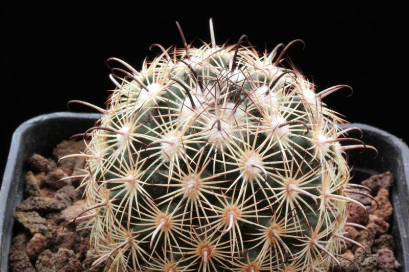 Coryphantha sp. RS 1041