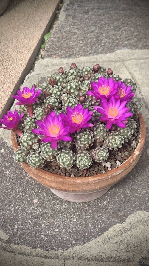 Mammillaria saboae ssp. roczekii  