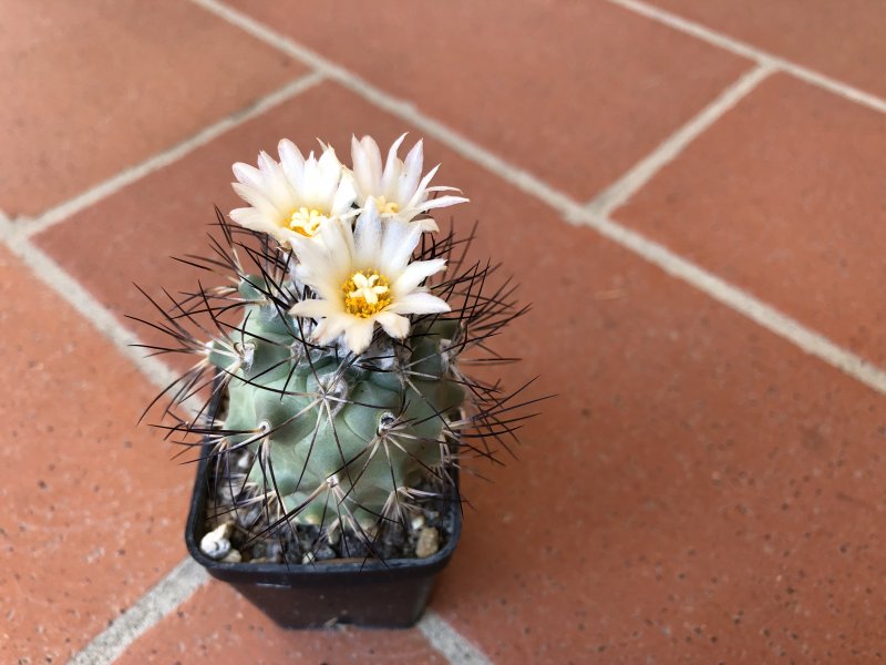 Gymnocactus gielsdorfianus 