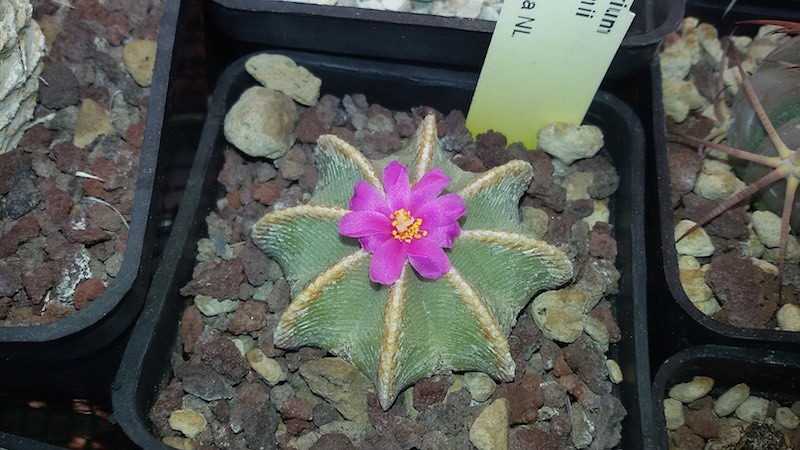 Aztekium hintonii 