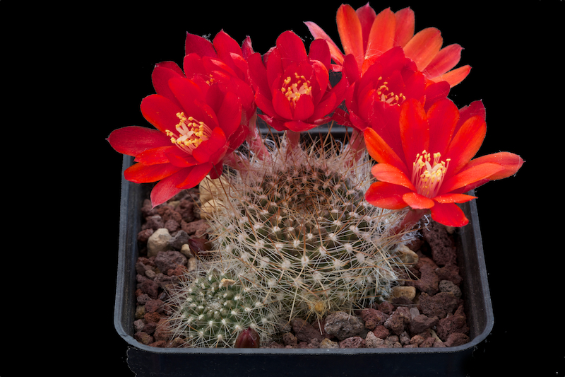 Rebutia albiareolata 