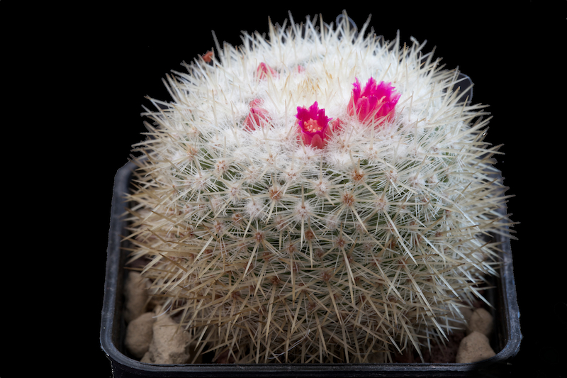 Mammillaria albilanata ssp. tegelbergiana 