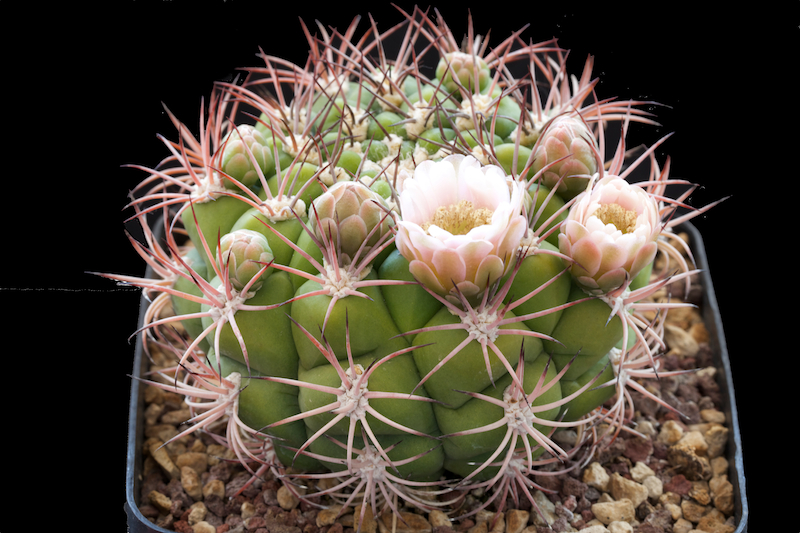 Gymnocalycium saglionis 