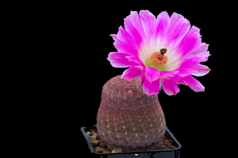 Echinocereus rigidissimus v. rubispinus 