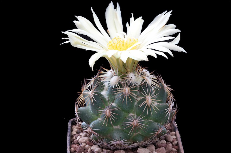 Coryphantha cornifera 