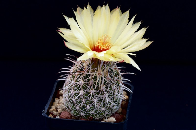 Coryphantha difficilis 