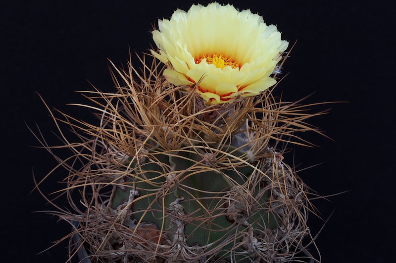 Astrophytum capricorne v. aureum 