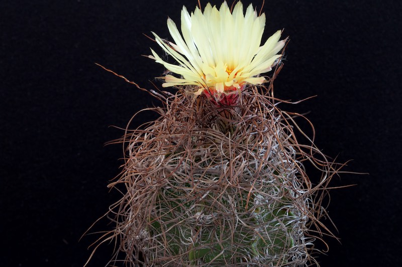 Astrophytum capricorne v. minor 