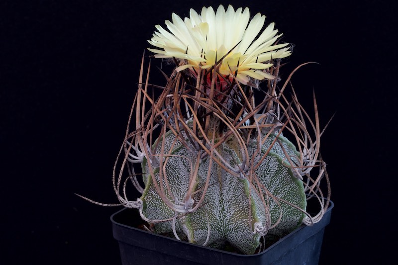 Astrophytum capricorne v. niveum 