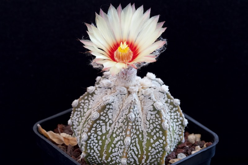 astrophytum asterias cv. super kabuto x senile