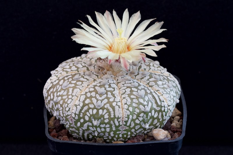 Astrophytum asterias cv. Super Kabuto V-Type 