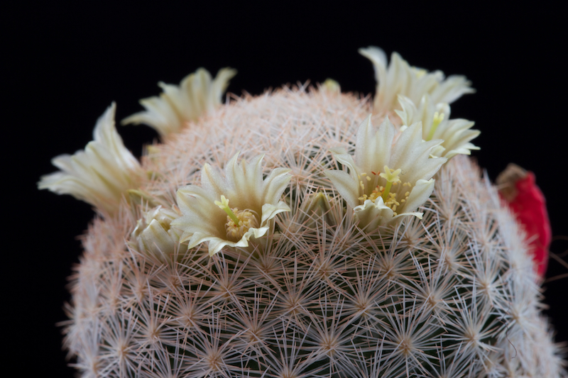 Mammillaria magallanii 