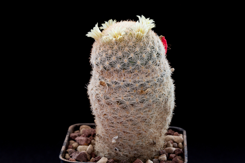 Mammillaria magallanii 