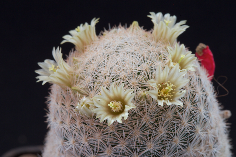 Mammillaria magallanii 