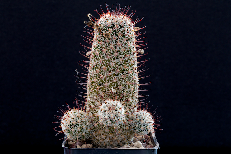 Mammillaria microcarpa SB 147