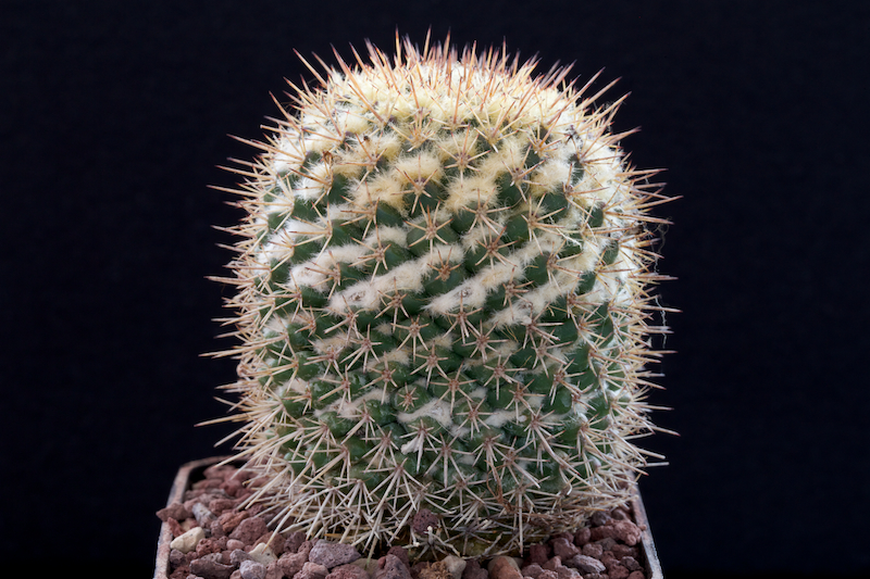 Mammillaria karwinskiana ssp. beiselii f. arteaga 