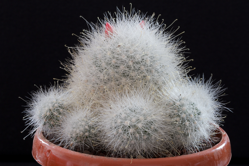 Mammillaria senilis 