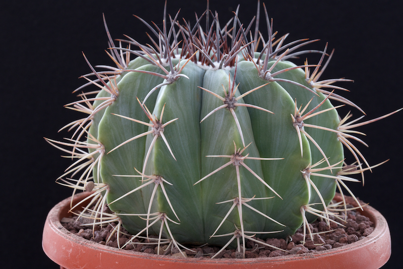 Melocactus azureus 