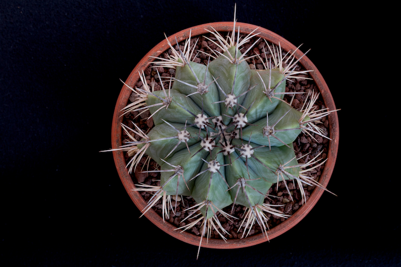 Melocactus azureus 