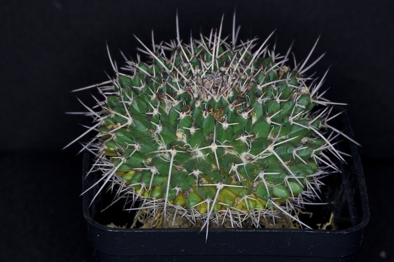 Mammillaria scrippsiana v. armeria REPP 1618