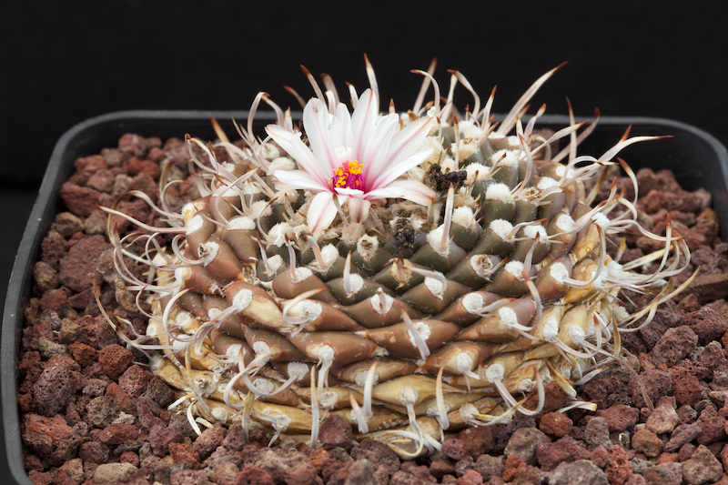 Turbinicarpus bonatzii 