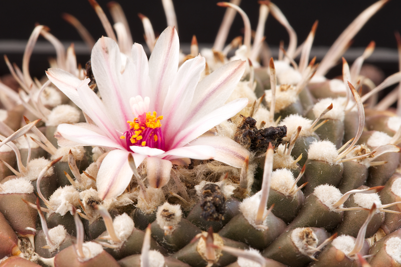 Turbinicarpus bonatzii 