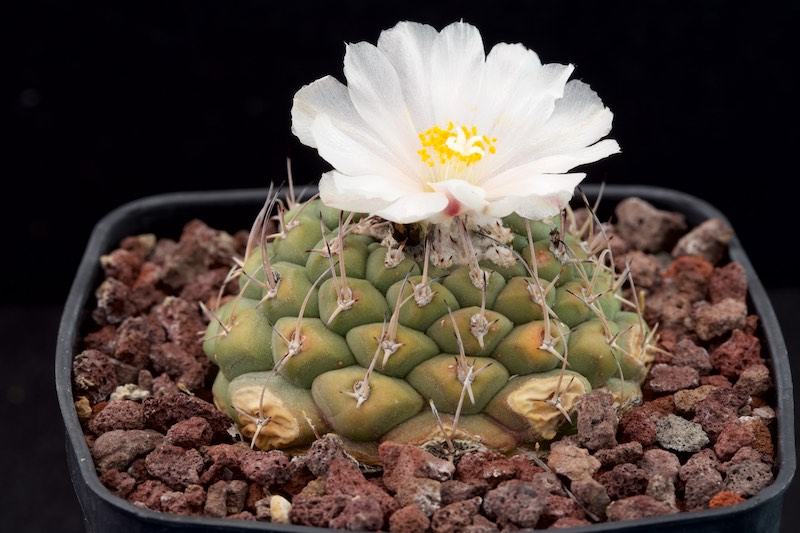 Turbinicarpus lophophoroides 