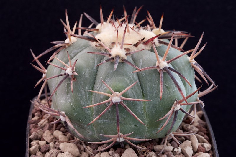 Echinocactus horizonthalonius 