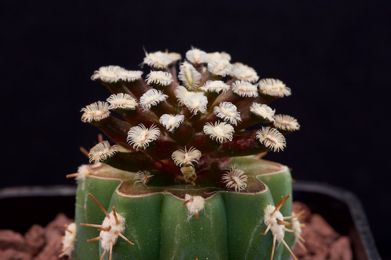 Mammillaria bertholdii 