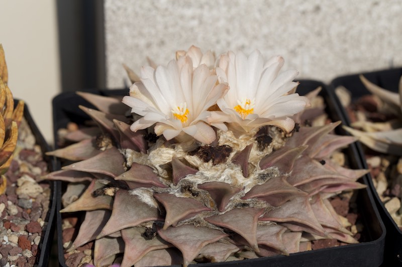 Ariocarpus retusus 