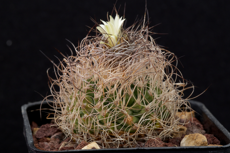 Turbinicarpus krainzianus 