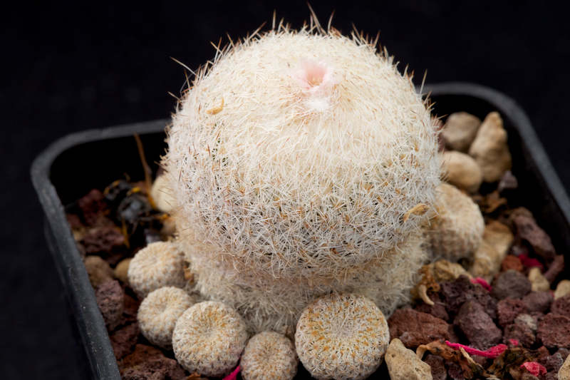 Epithelantha micromeris f. neomexicana 