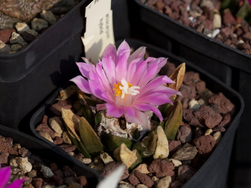 Ariocarpus agavoides x fissuratus 