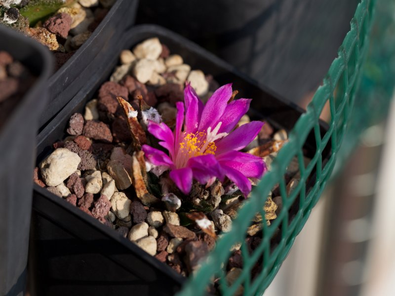 Ariocarpus agavoides 