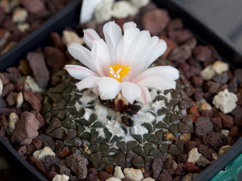 Ariocarpus kotschoubeyanus v. albiflorus 