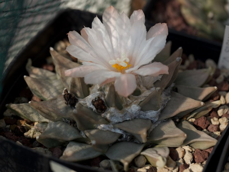 ariocarpus retusus v. elongatus