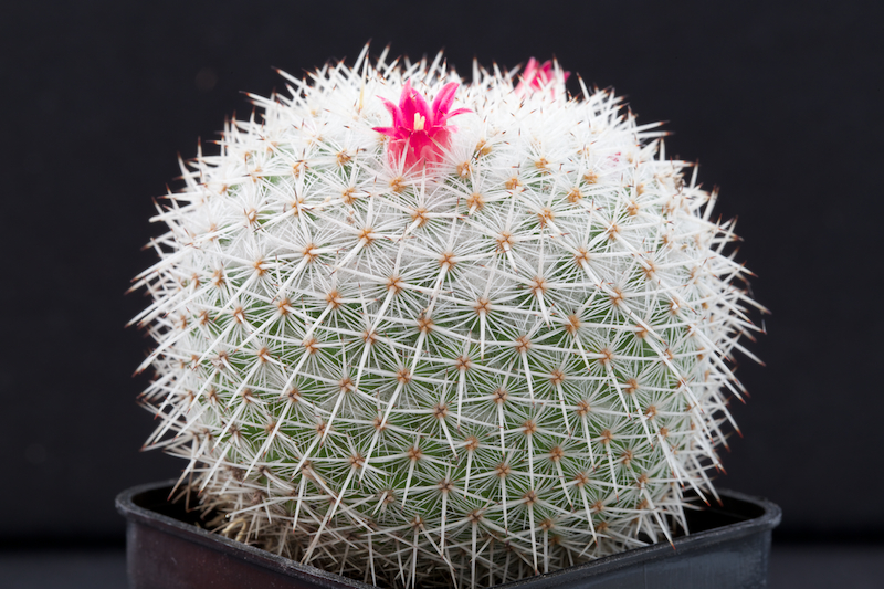 Mammillaria kunthii 