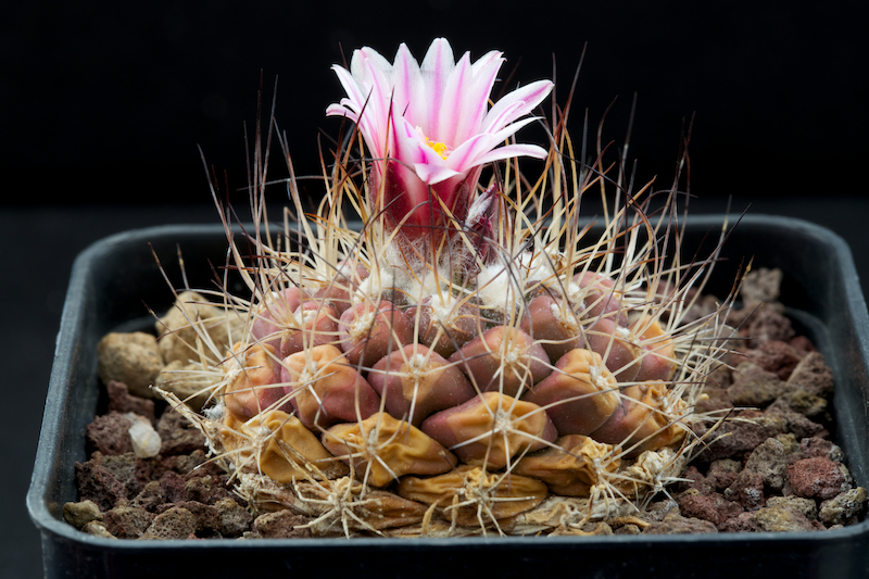 Turbinicarpus laui 