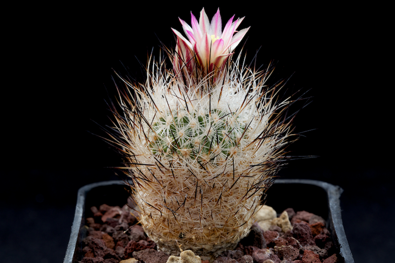 Turbinicarpus subterraneus v. zaragozae 